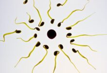Scientists Find Unique Way To Preserve Male Fertility