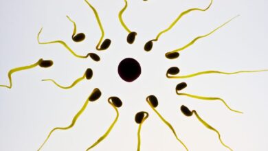 Scientists Find Unique Way To Preserve Male Fertility
