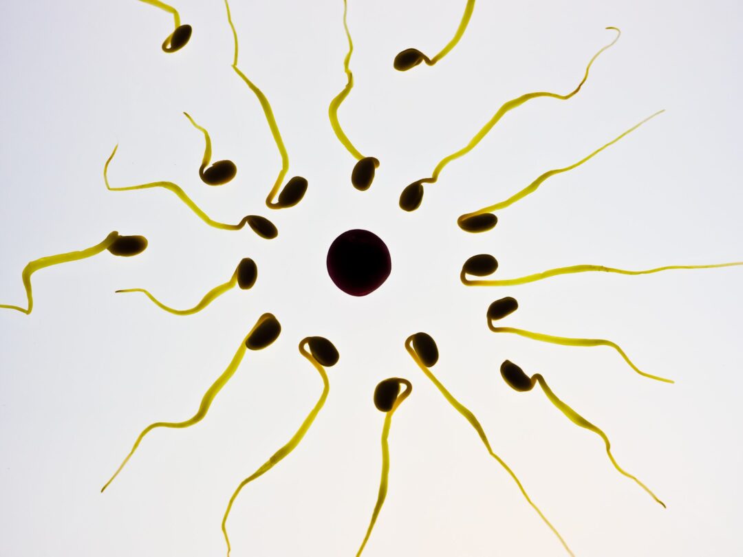 Scientists Find Unique Way To Preserve Male Fertility