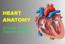 Anatomy of the Human Heart: Structure, Function, Diagram, Anatomy, Facts