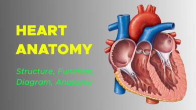 Anatomy of the Human Heart: Structure, Function, Diagram, Anatomy, Facts