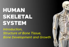 Human Skeletal System Introduction Structure of Bone Tissue Bone Development and Growth