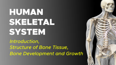 Human Skeletal System Introduction Structure of Bone Tissue Bone Development and Growth