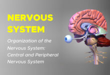 Nervous System 2 Organization of the Nervous System: Central and Peripheral Nervous System