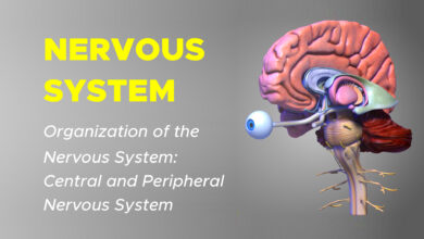 Nervous System 2 Organization of the Nervous System: Central and Peripheral Nervous System