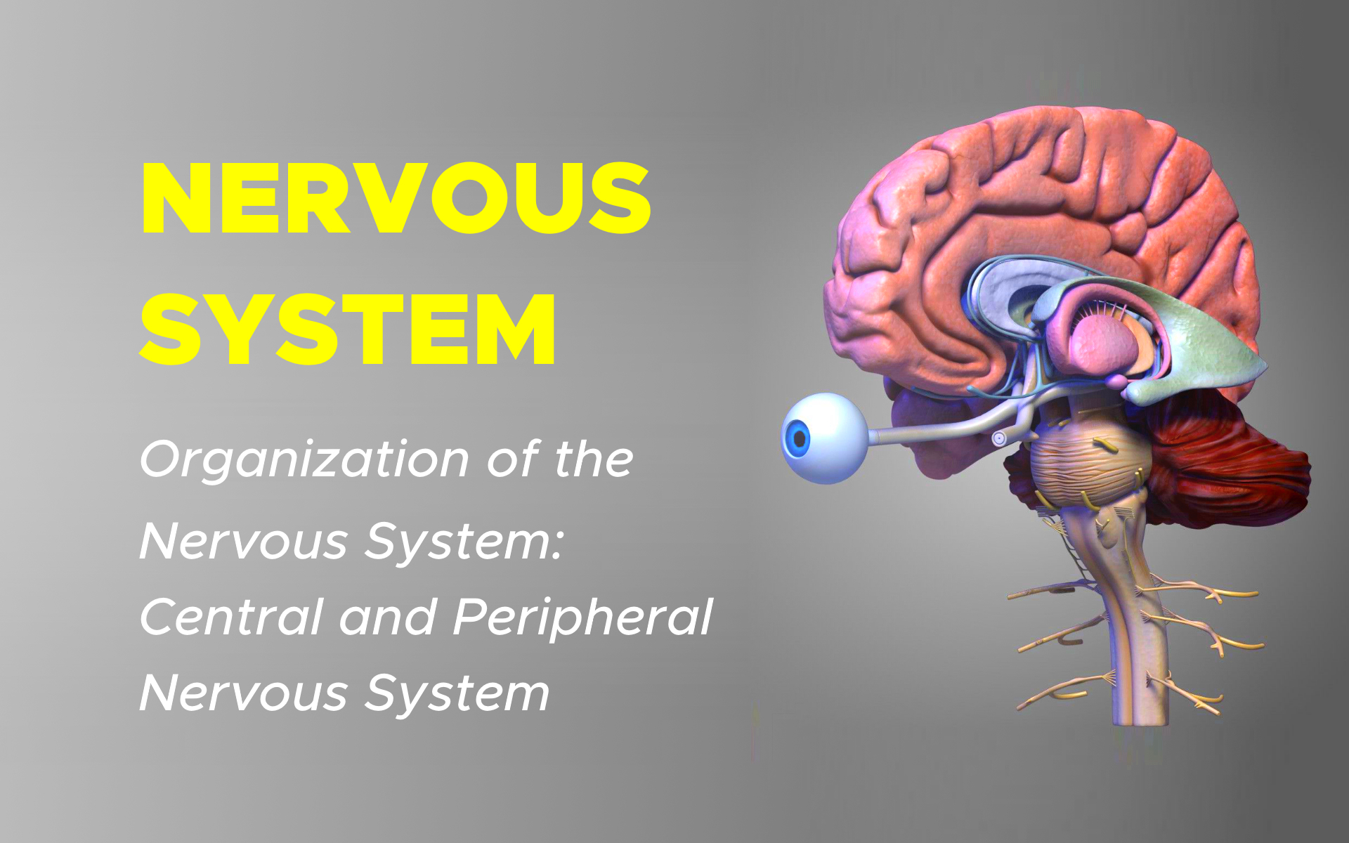 Nervous System 2 Organization of the Nervous System: Central and Peripheral Nervous System