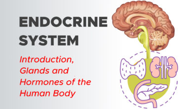 Endocrine System: Introduction, Glands and Hormones of the Human Body