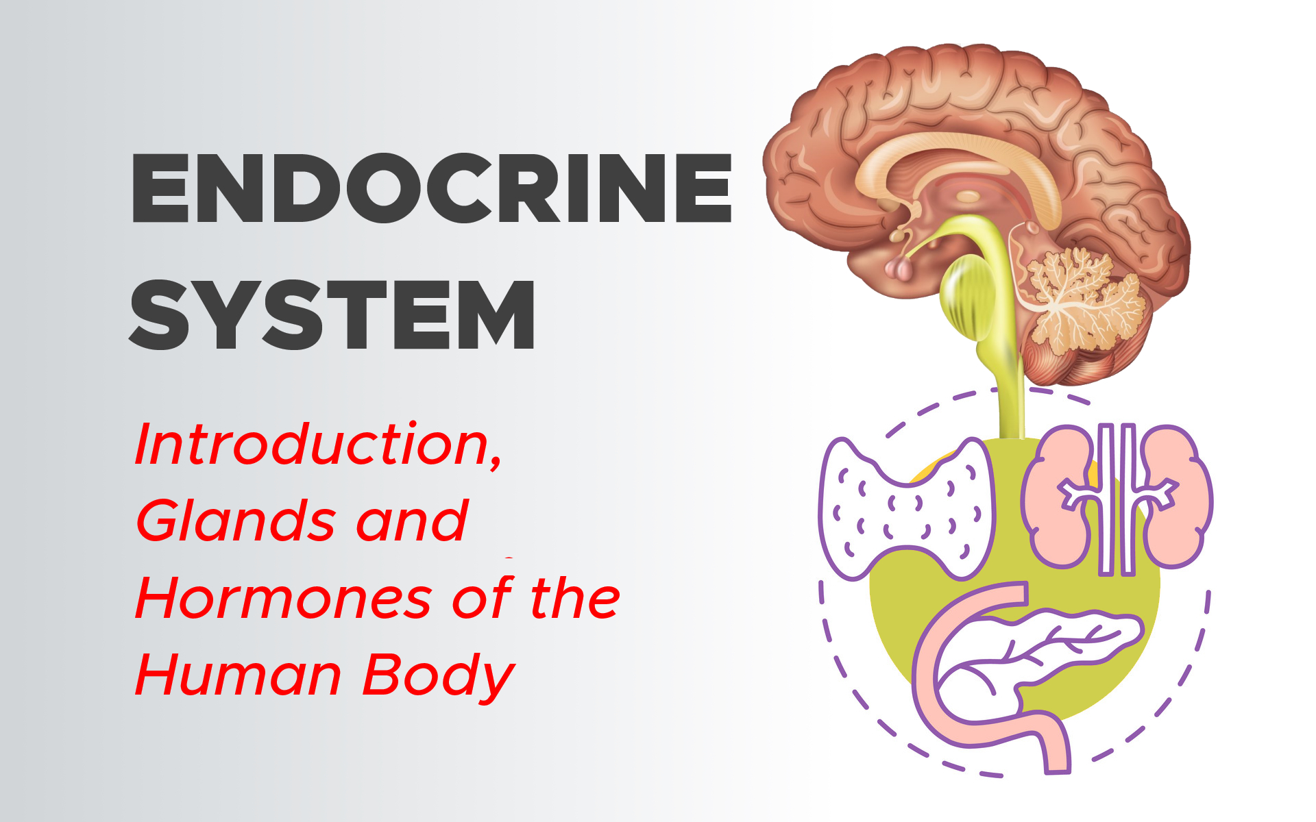 Endocrine System: Introduction, Glands and Hormones of the Human Body
