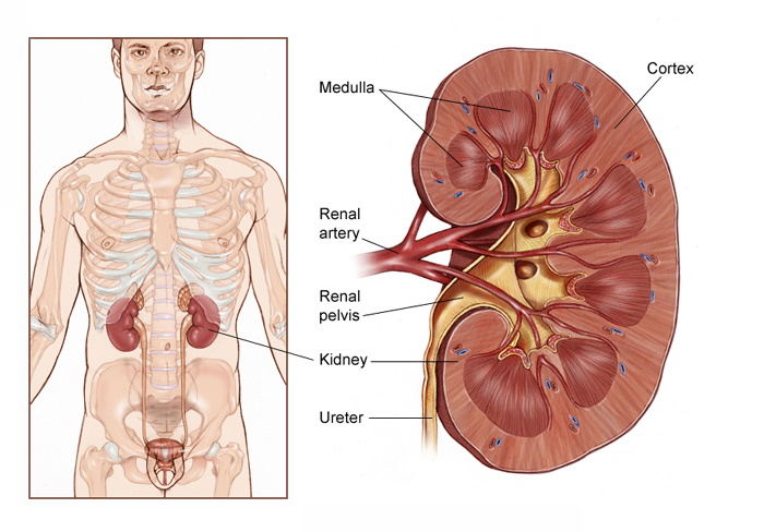 Renal Cancer: Types Kidney Cancer and Types of Renal Cancer Cells