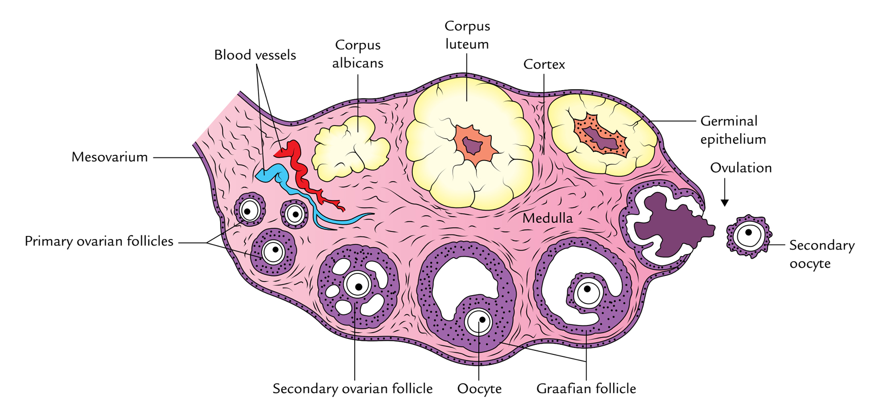 Overview of the Ovaries