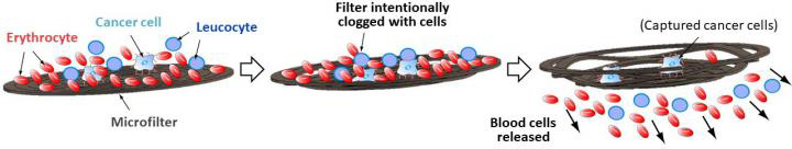 Highly Sensitive Microfilter Detects Trace Amounts of Circulating Tumor Cells in Whole Blood